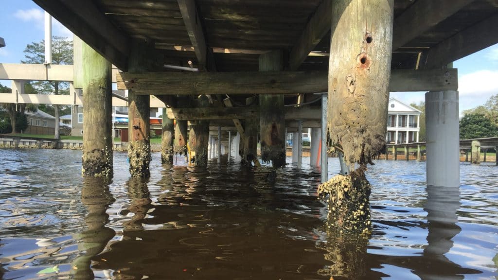Weathered wood dock pilings with marine borer damage before SnapJacket installation
