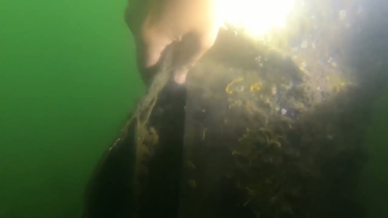 Diver-assisted underwater dock piling inspection in Florida